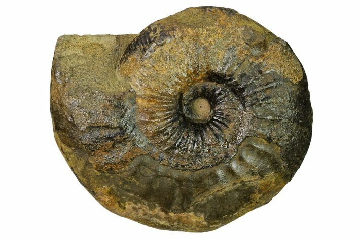 Iron Replaced Ammonite Fossil - Boulemane, Morocco #164477
